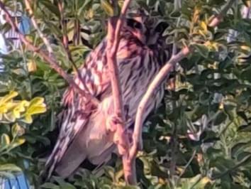 目撃された鳥 目撃された鳥