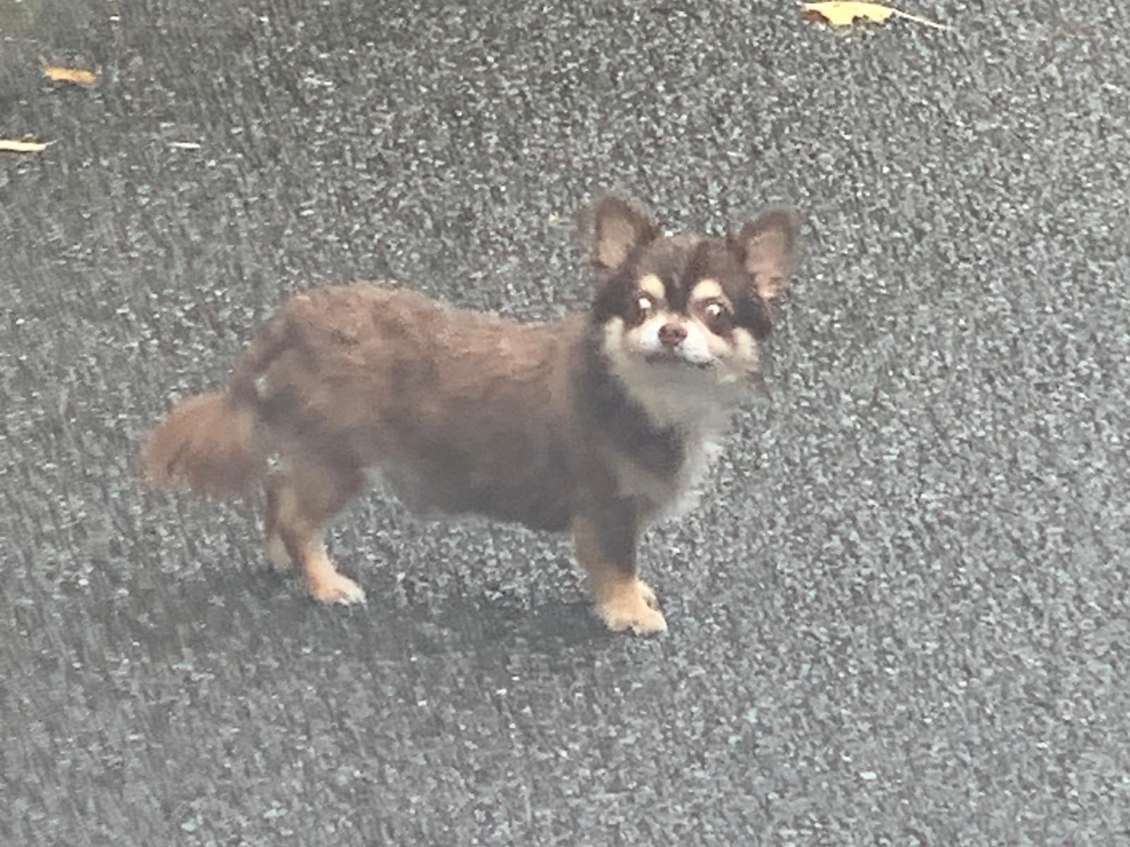 目撃された犬 目撃された犬