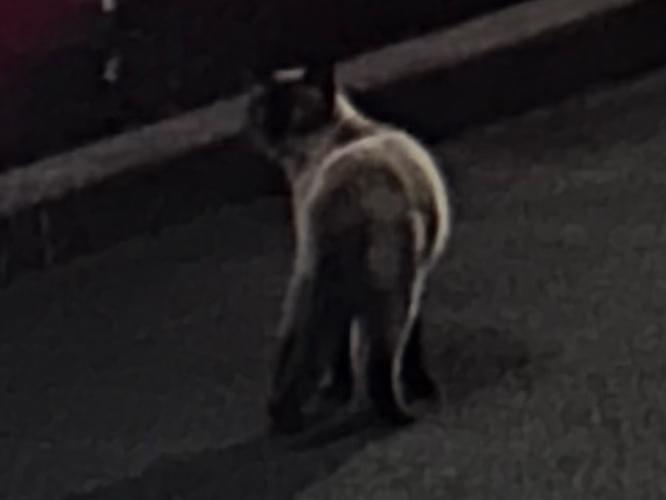 目撃された猫 目撃された猫
