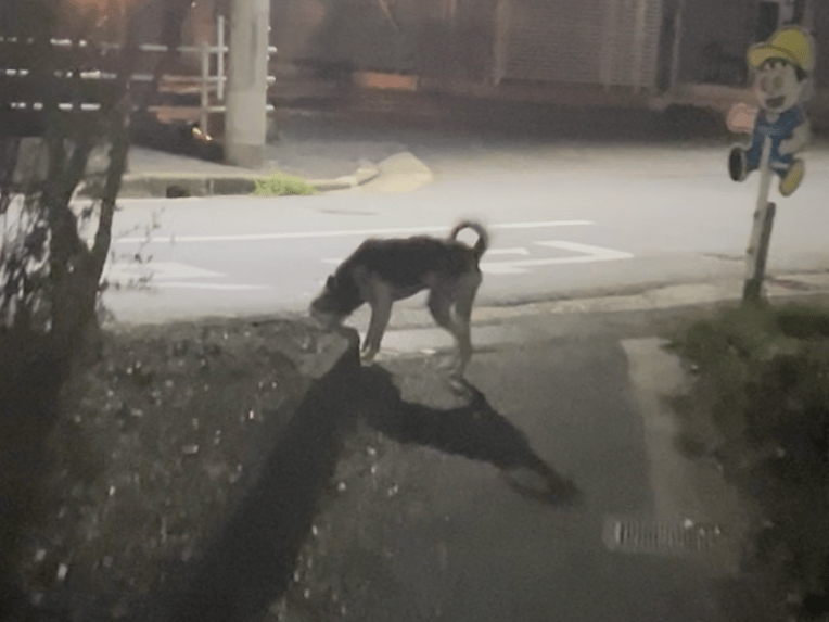 目撃された犬