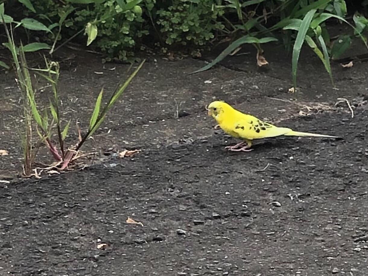 目撃された鳥 目撃された鳥