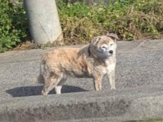 目撃された犬 目撃された犬