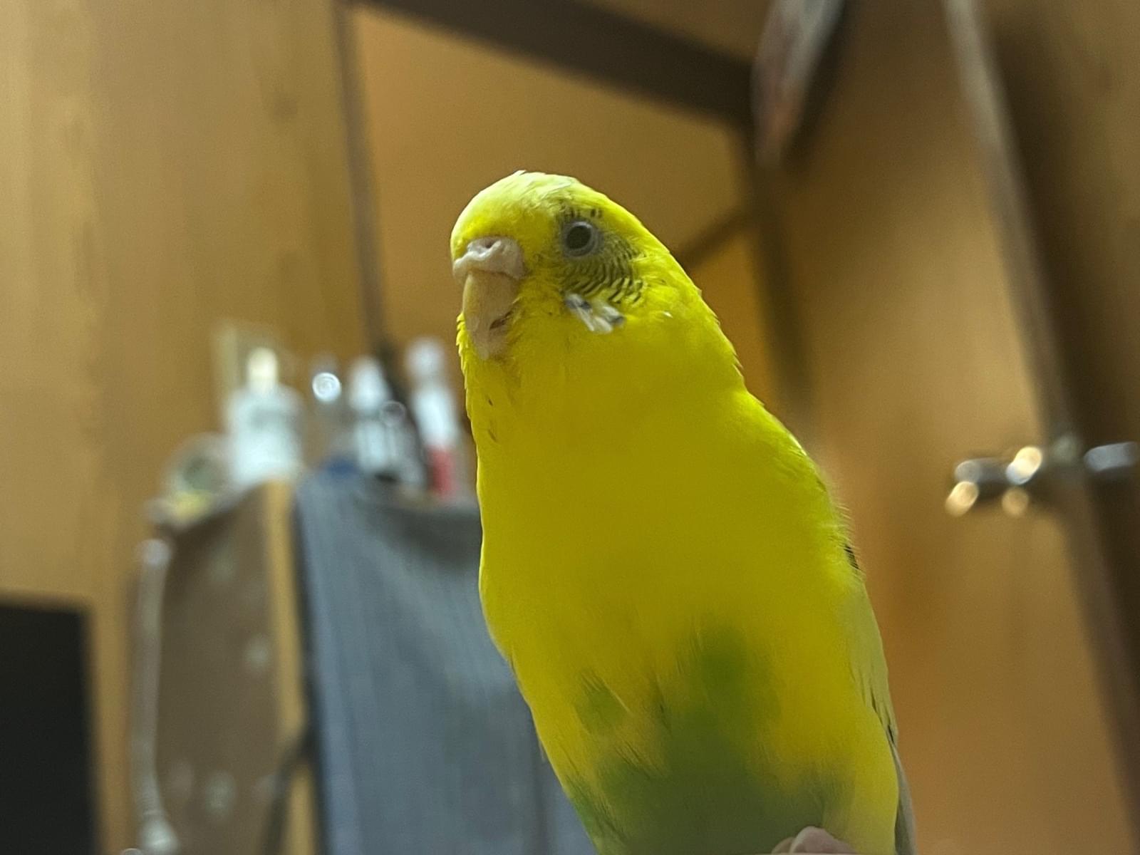 ももちゃん ももちゃん