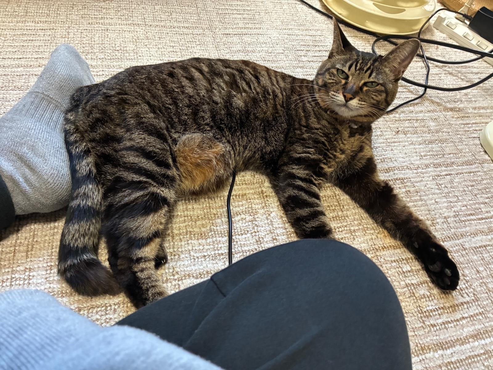 しゃるちゃん