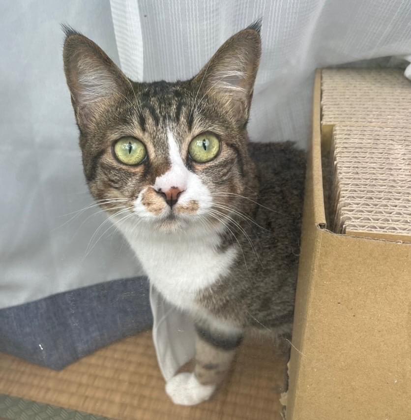 しろねこページ しろねこ しろちゃん｜福音館書店