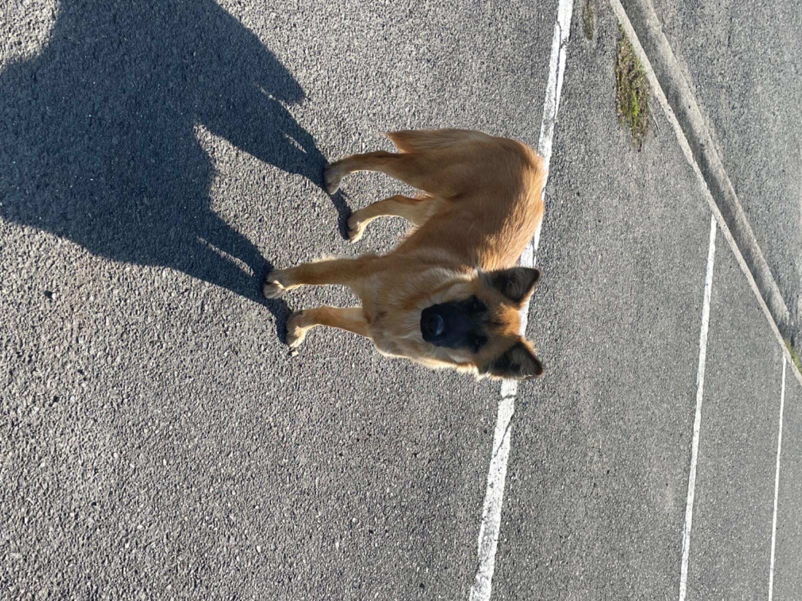 目撃された犬 目撃された犬