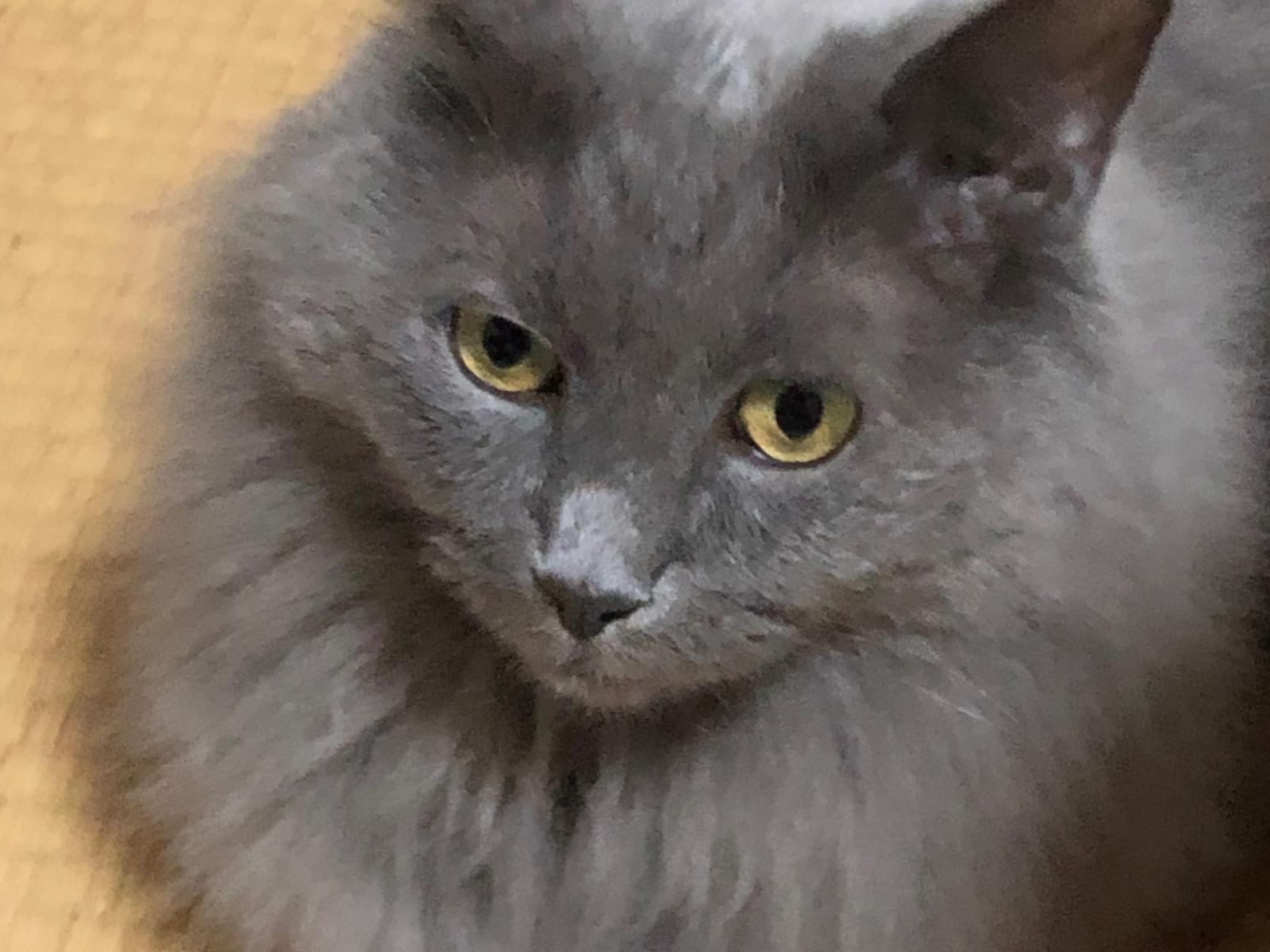 ブップちゃん ブップちゃん