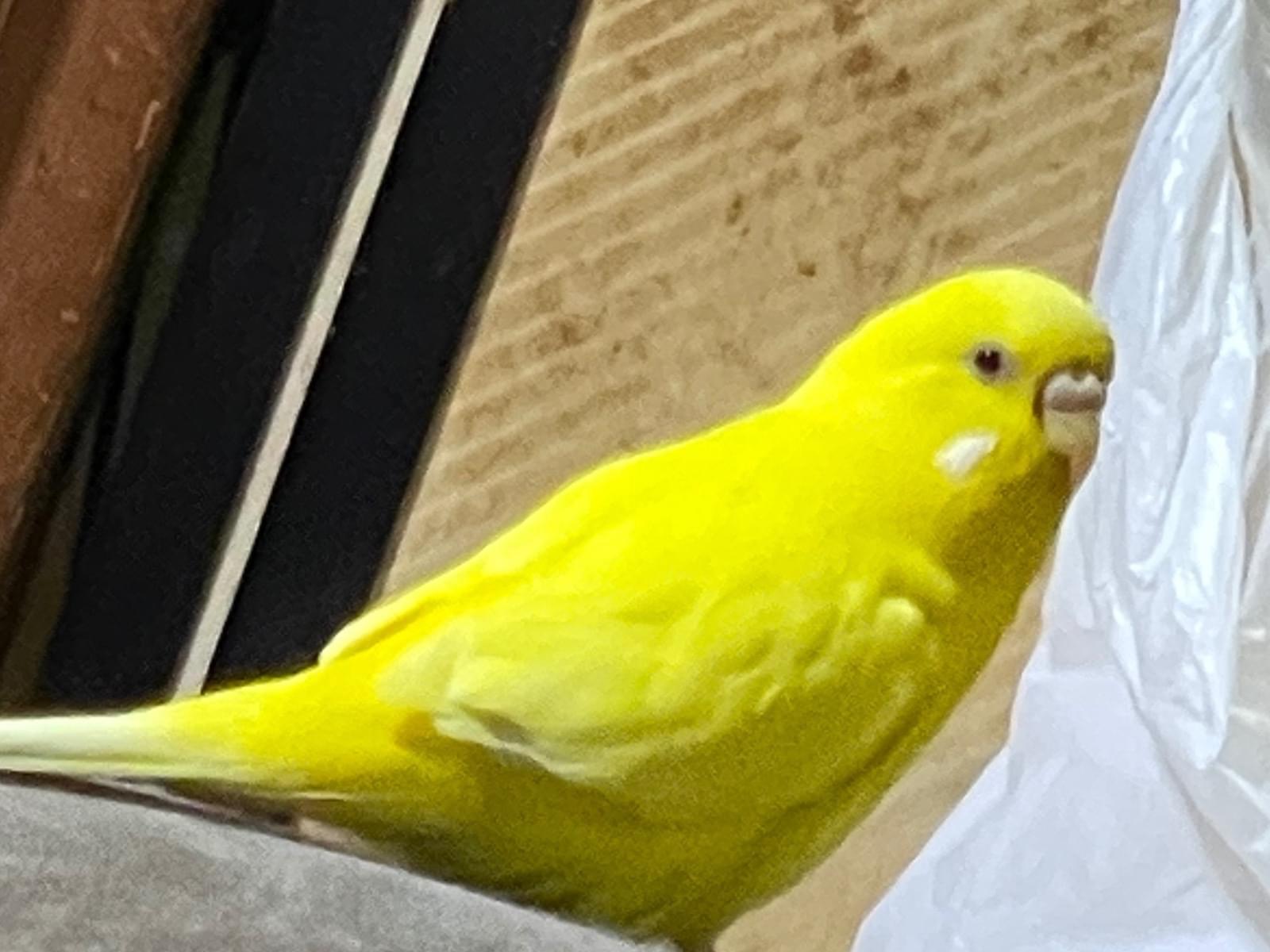 ルーちゃん ルーちゃん