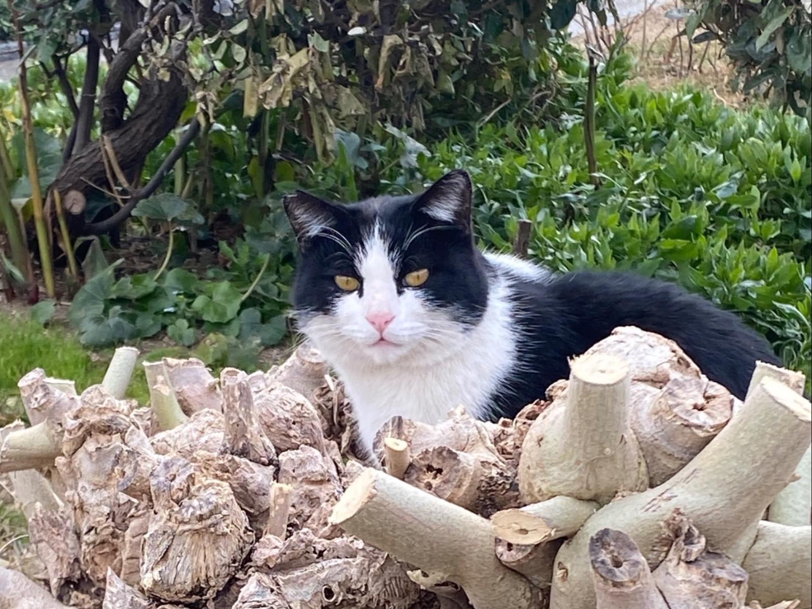 そんぶんちゃん