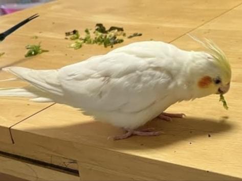 ハナちゃん ハナちゃん