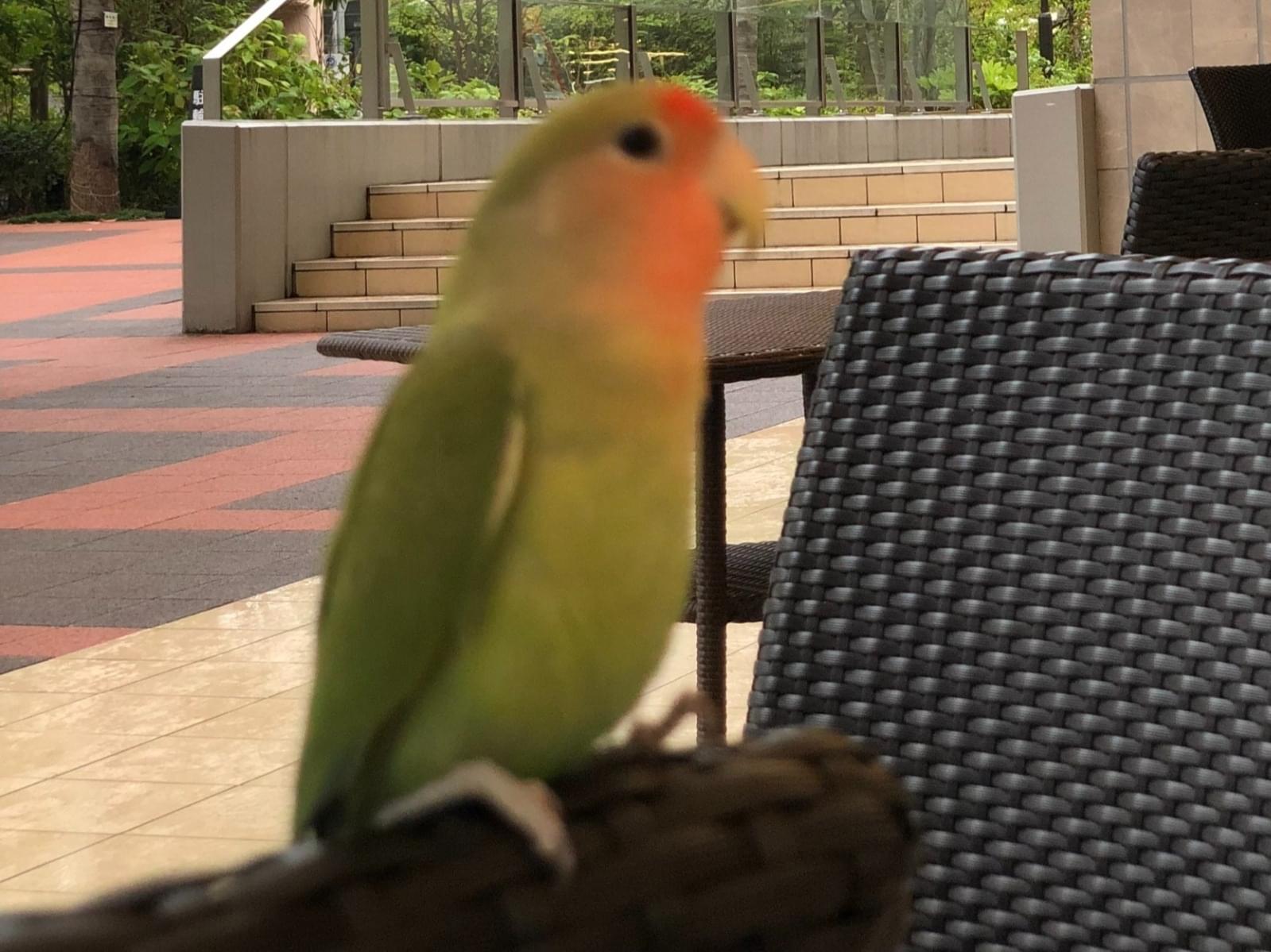 かかちゃん かかちゃん