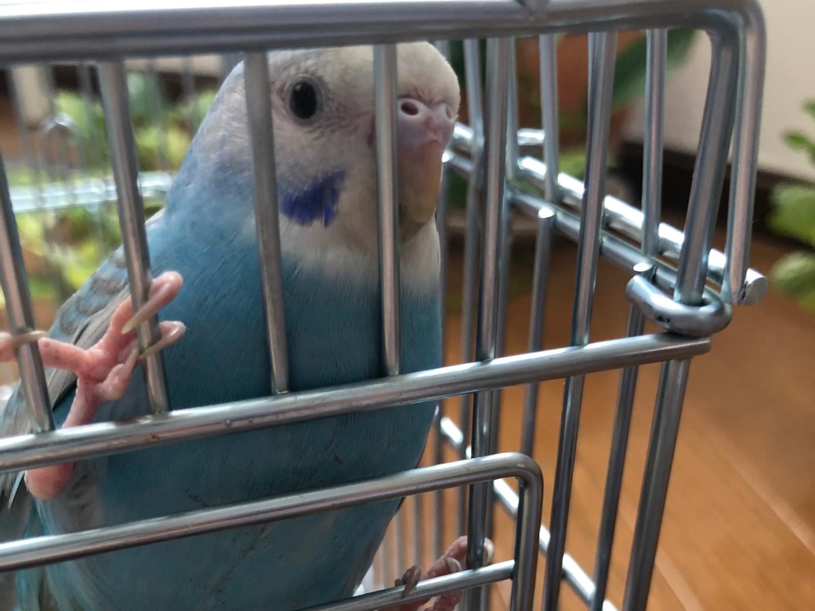 保護された鳥 保護された鳥