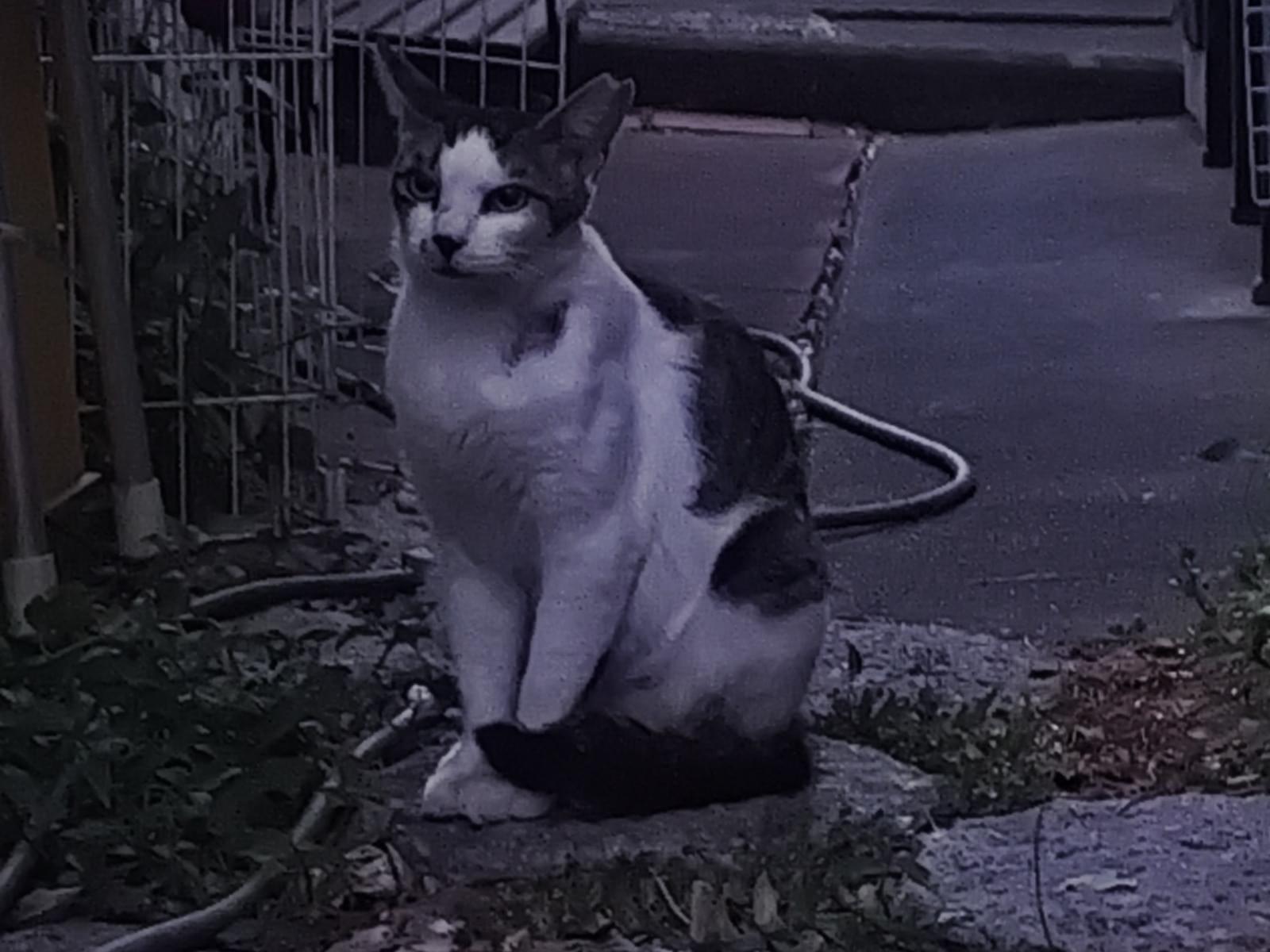 目撃された猫