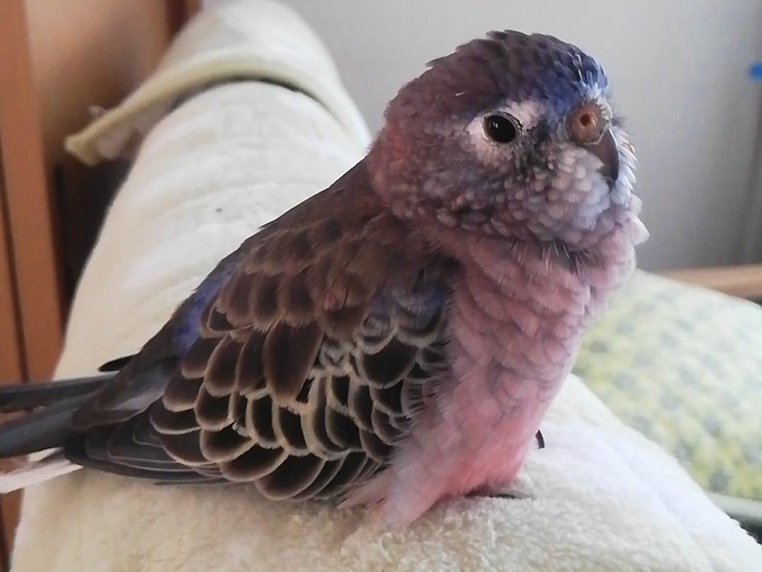 ハウルちゃん ハウルちゃん