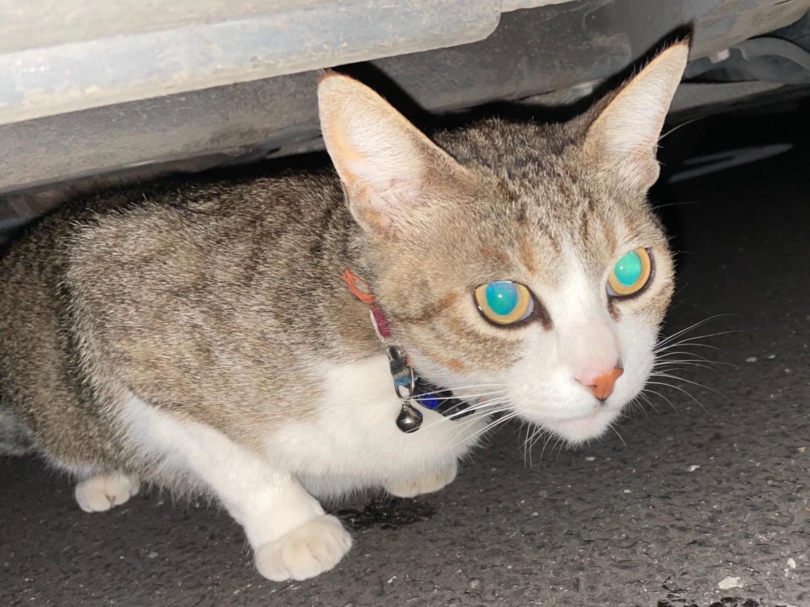 目撃された猫 目撃された猫