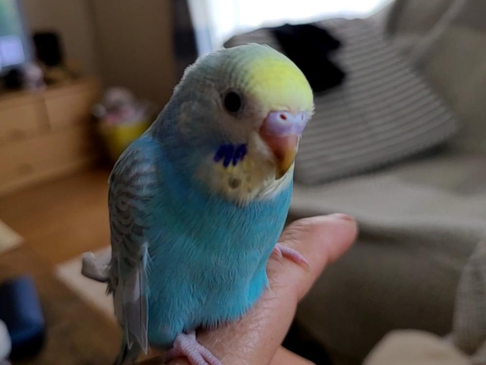 ききちゃん ききちゃん
