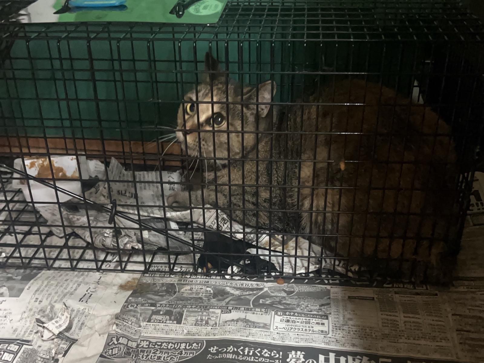 保護された猫 保護された猫