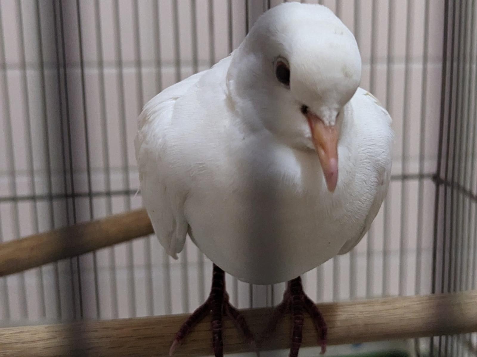 保護された鳥 保護された鳥