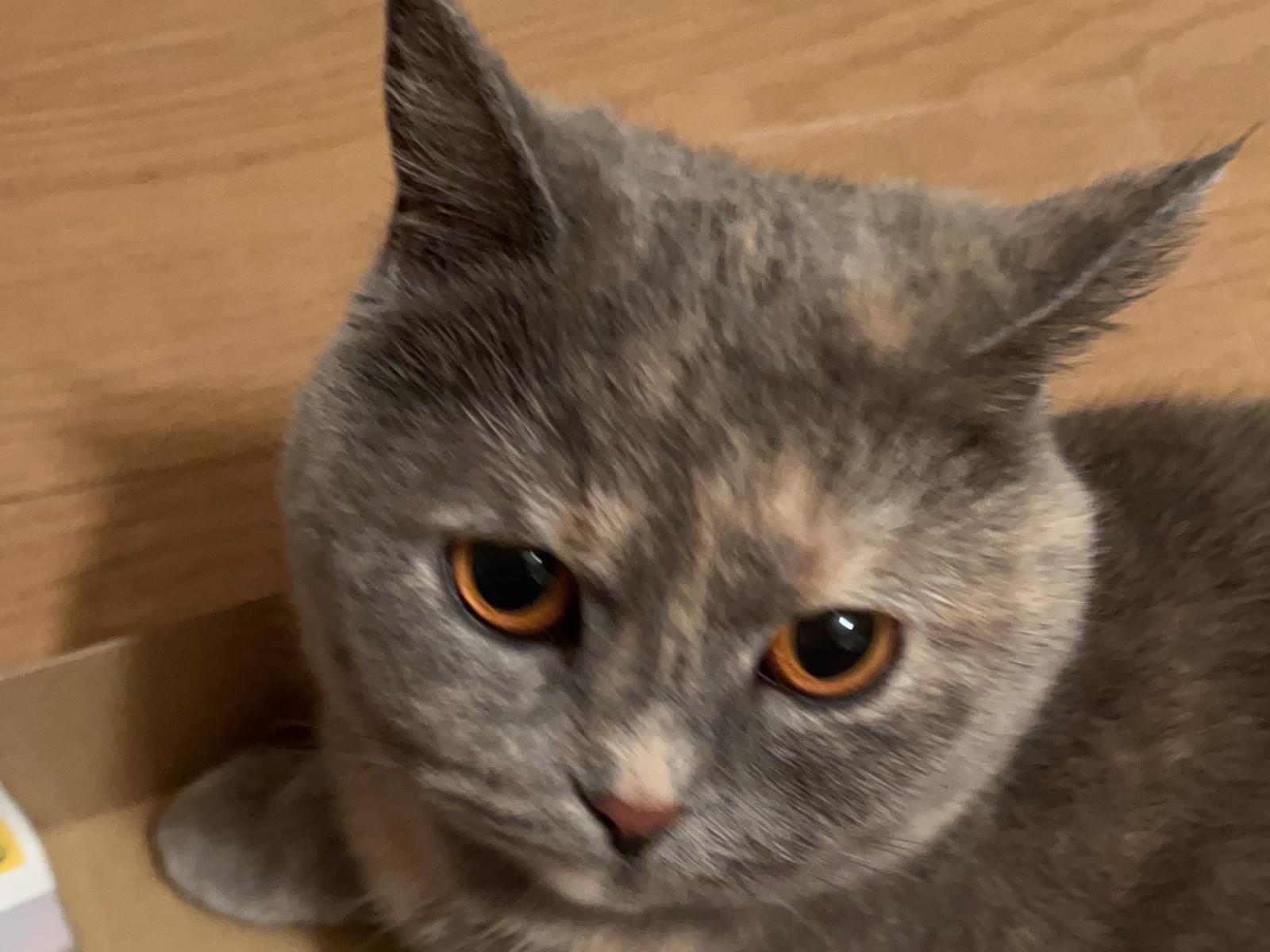 ごんちゃん ごんちゃん