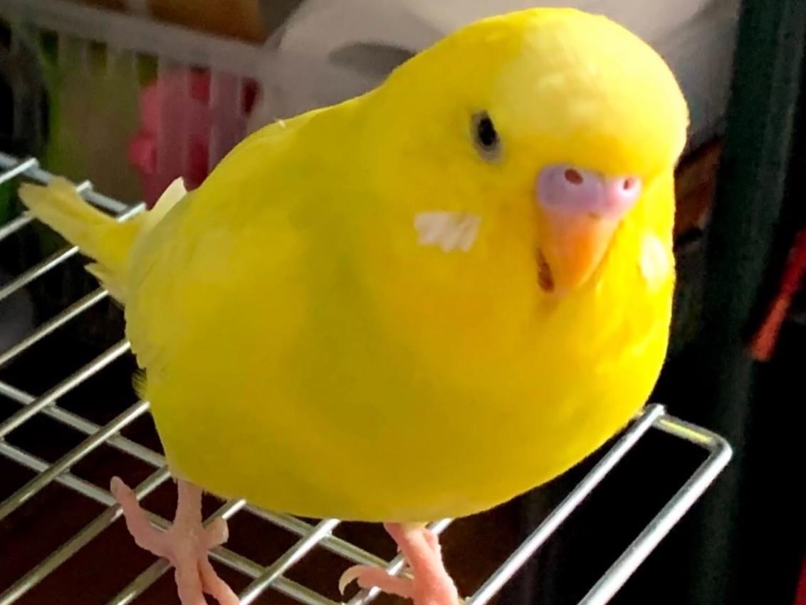 きいちゃん きいちゃん