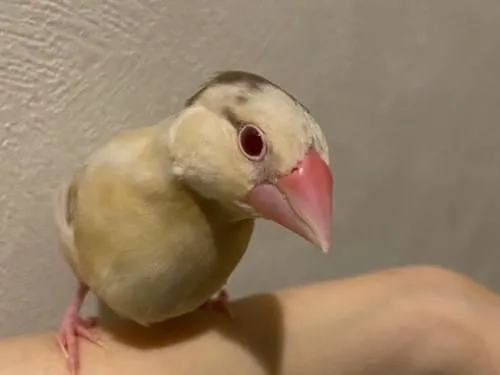 シナモン文鳥の子どもです。
