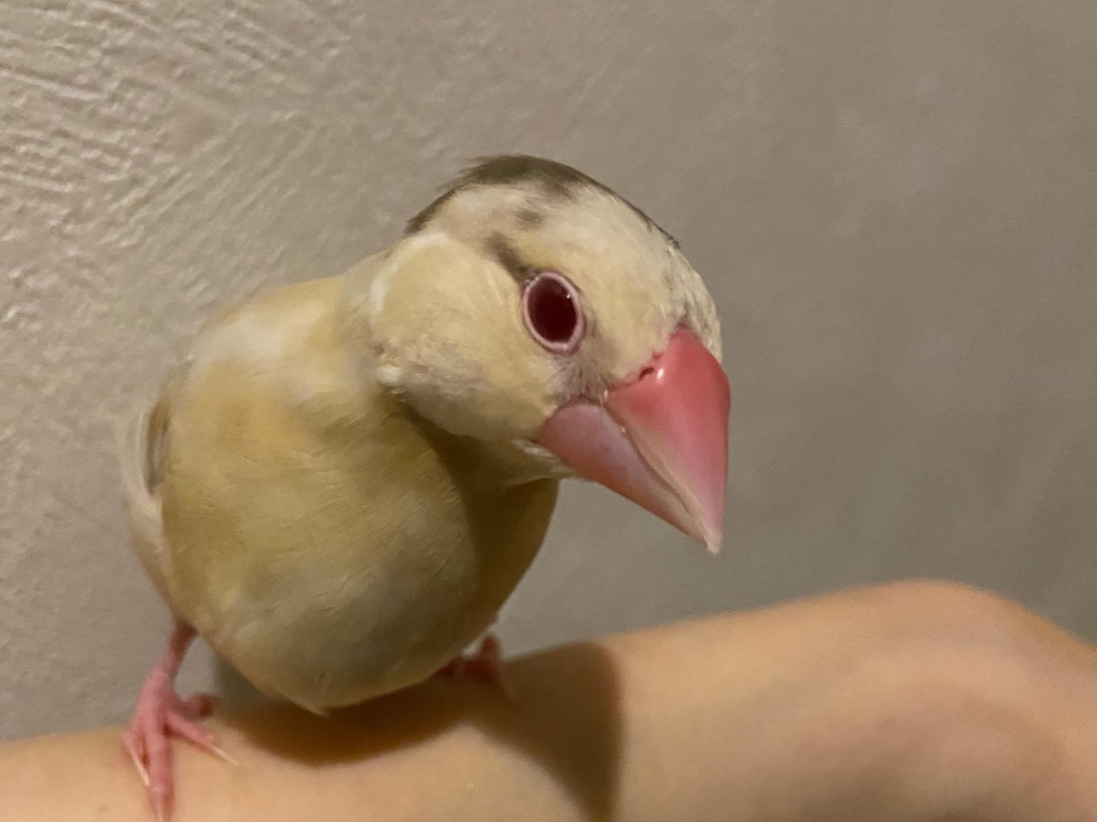 ももちゃん ももちゃん