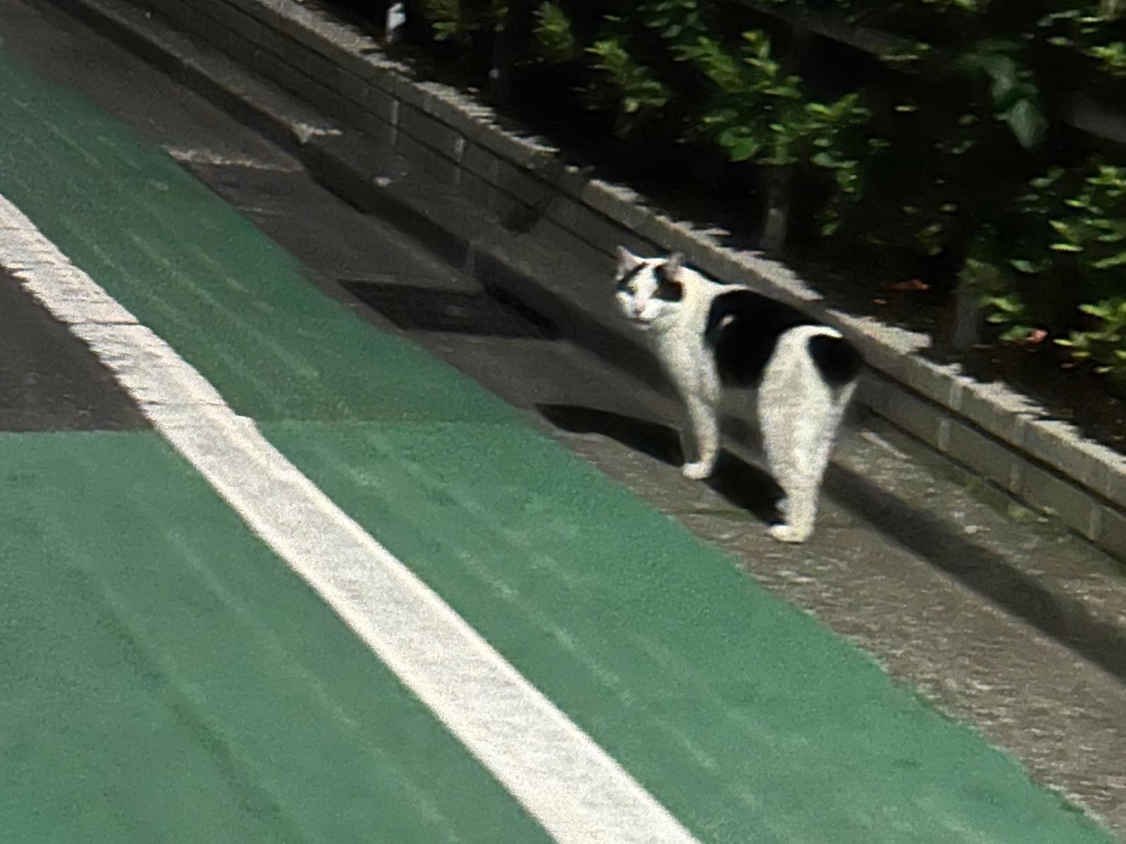 目撃された猫