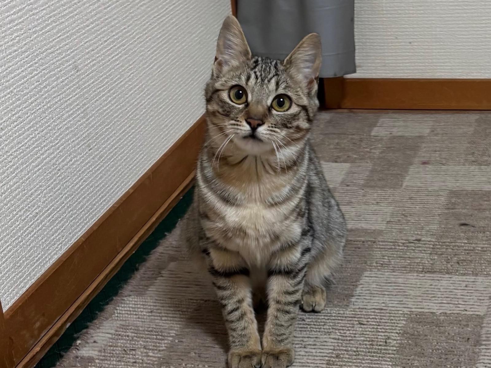 モーちゃん
