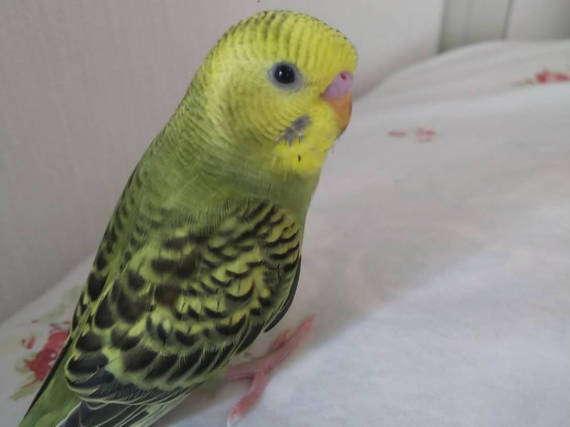 こうちゃん こうちゃん