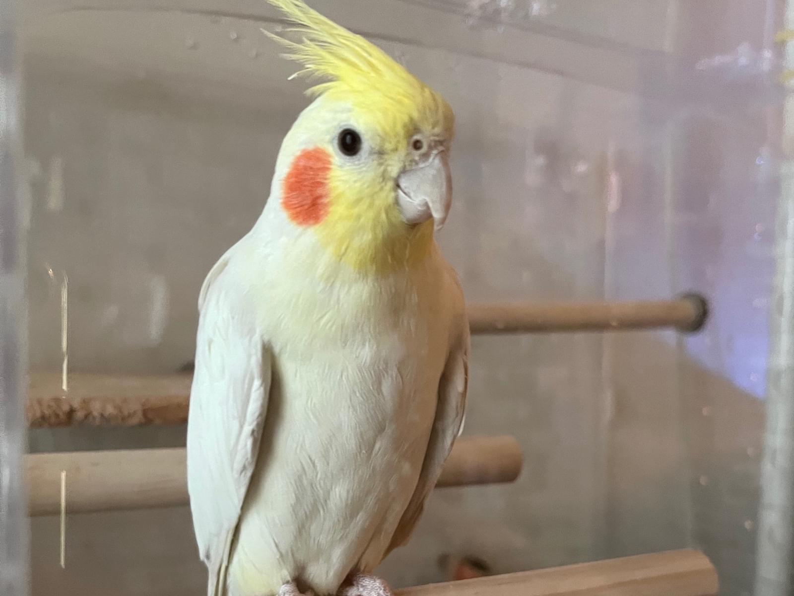 ポーちゃん ポーちゃん