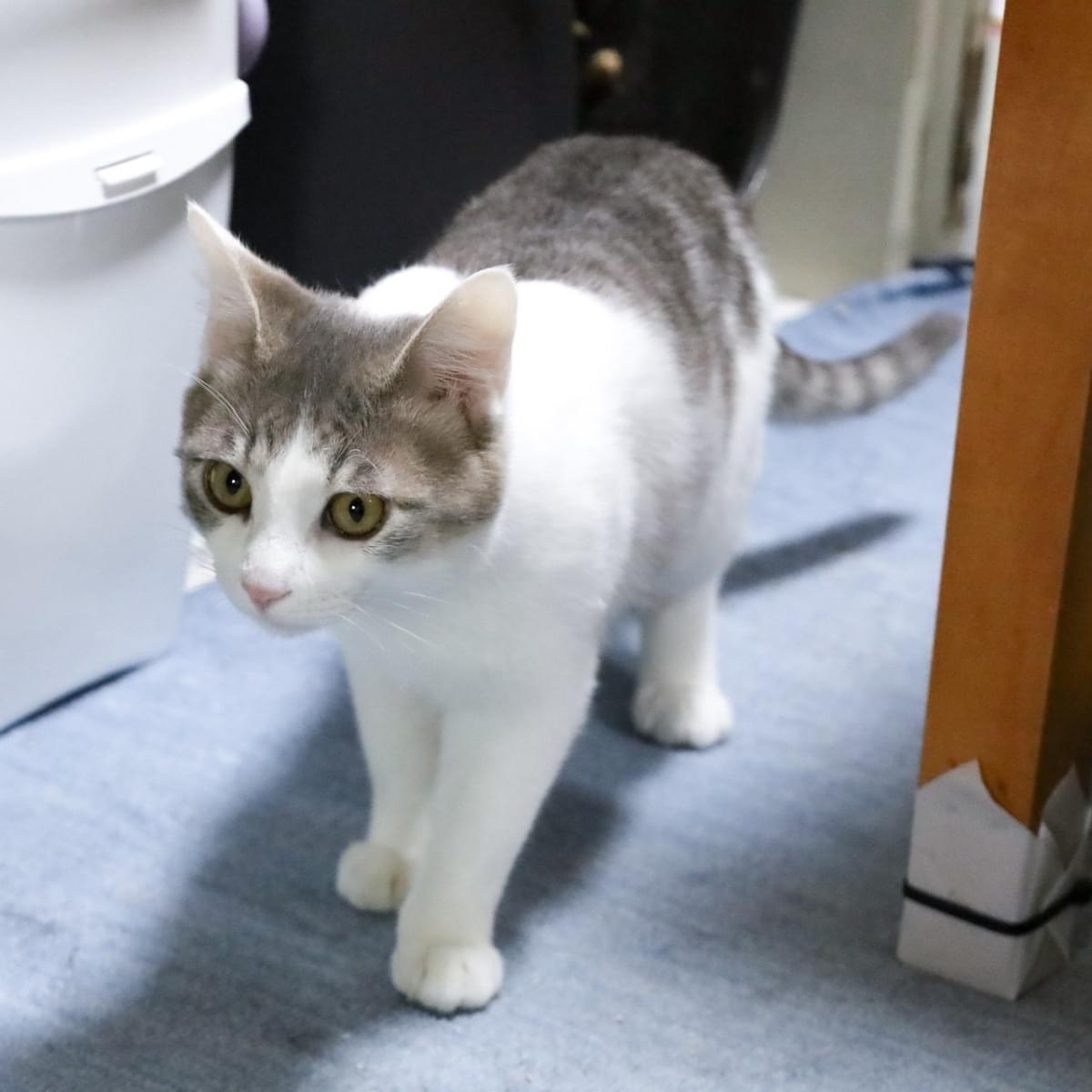 牛頭丸　キジ白とハチワレ 牛頭丸様 専用 キジ白とハチワレ