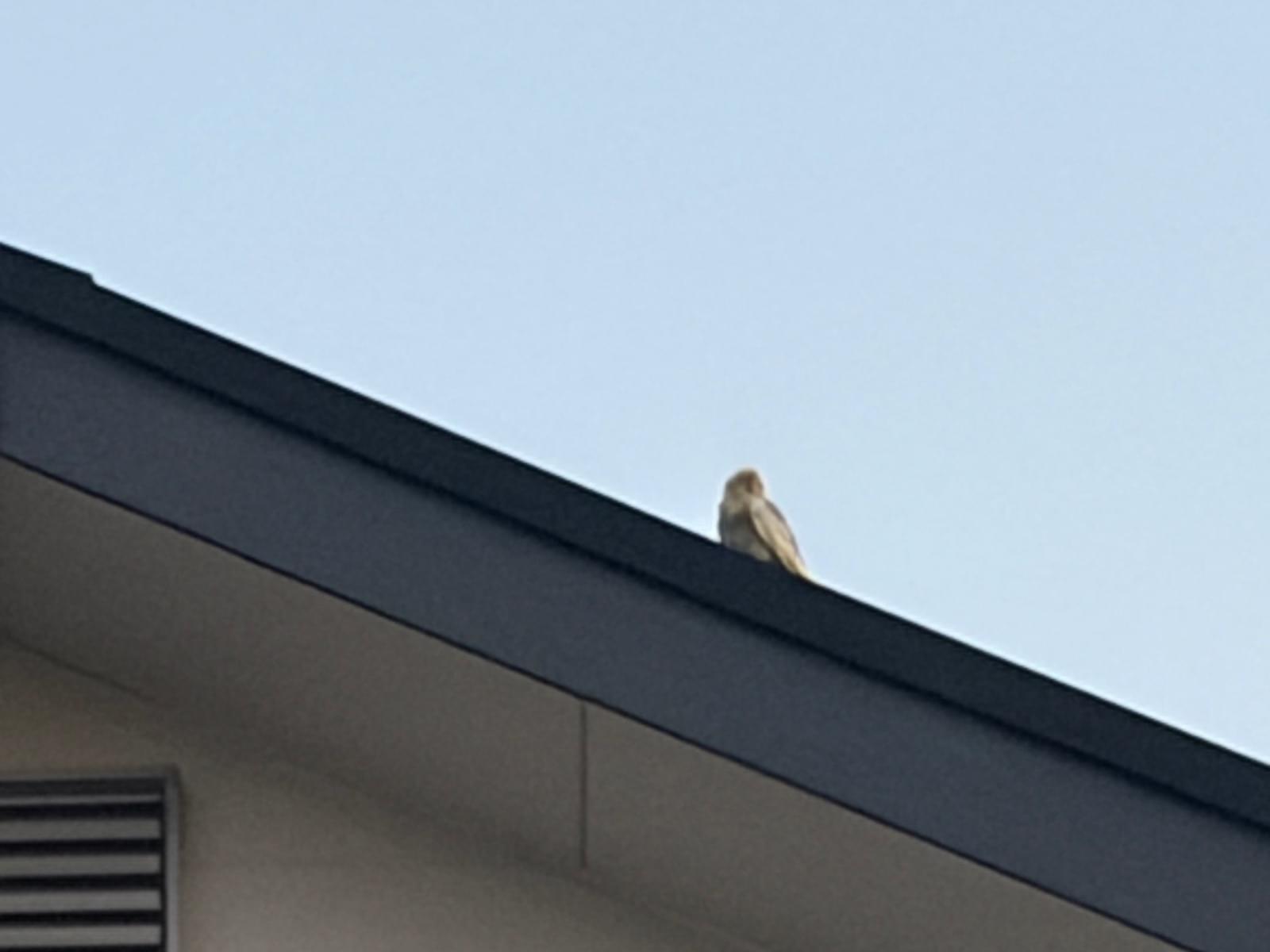 目撃された鳥
