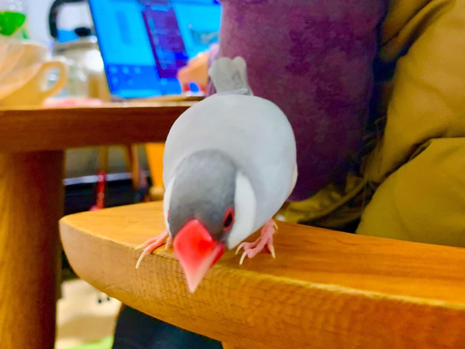 カイちゃん カイちゃん