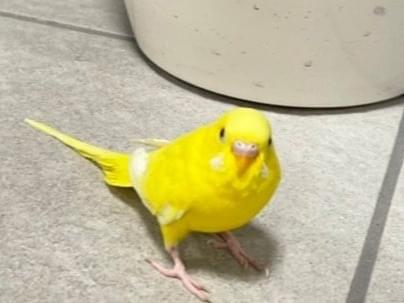 保護された鳥 保護された鳥
