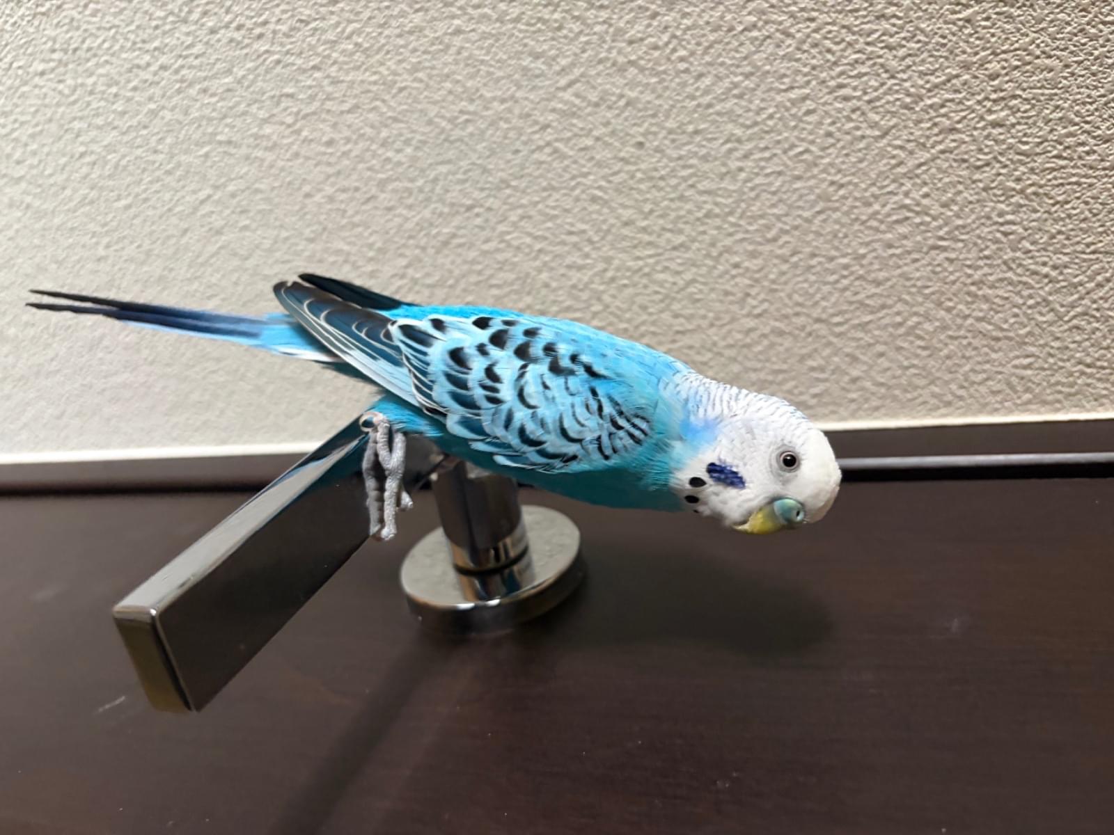 ぴーちゃん ぴーちゃん