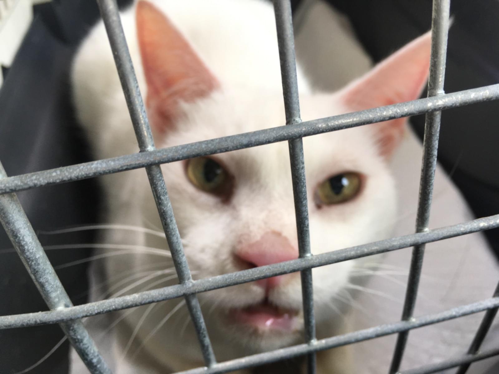 保護された猫 保護された猫