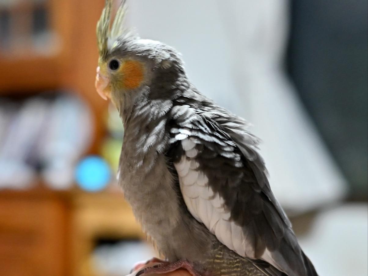 グリちゃん グリちゃん