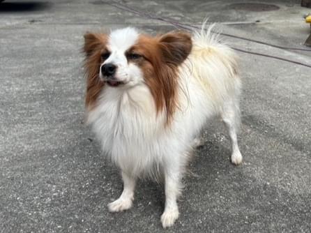 目撃された犬 目撃された犬