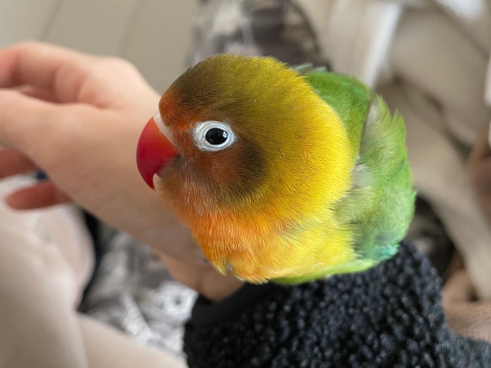 まるちゃん まるちゃん