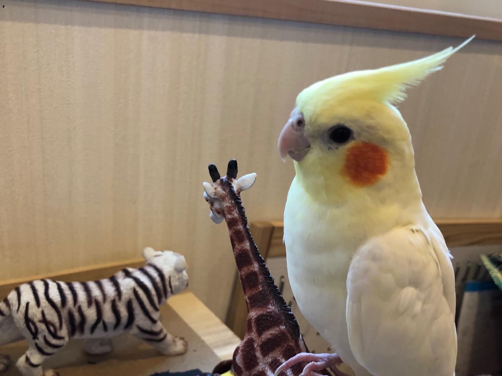 リンちゃん リンちゃん