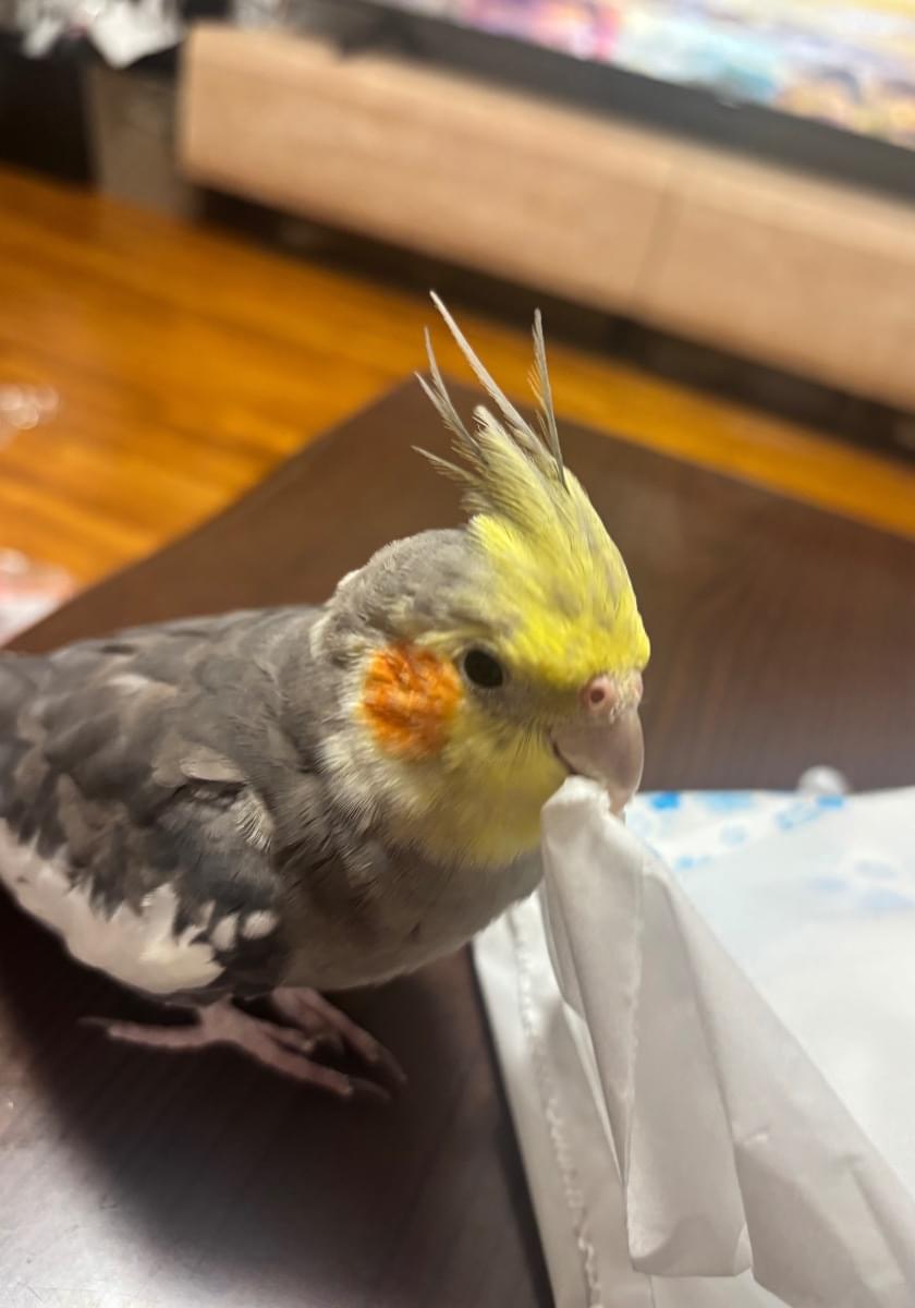 オカメインコ探してます オカメインコ探してます