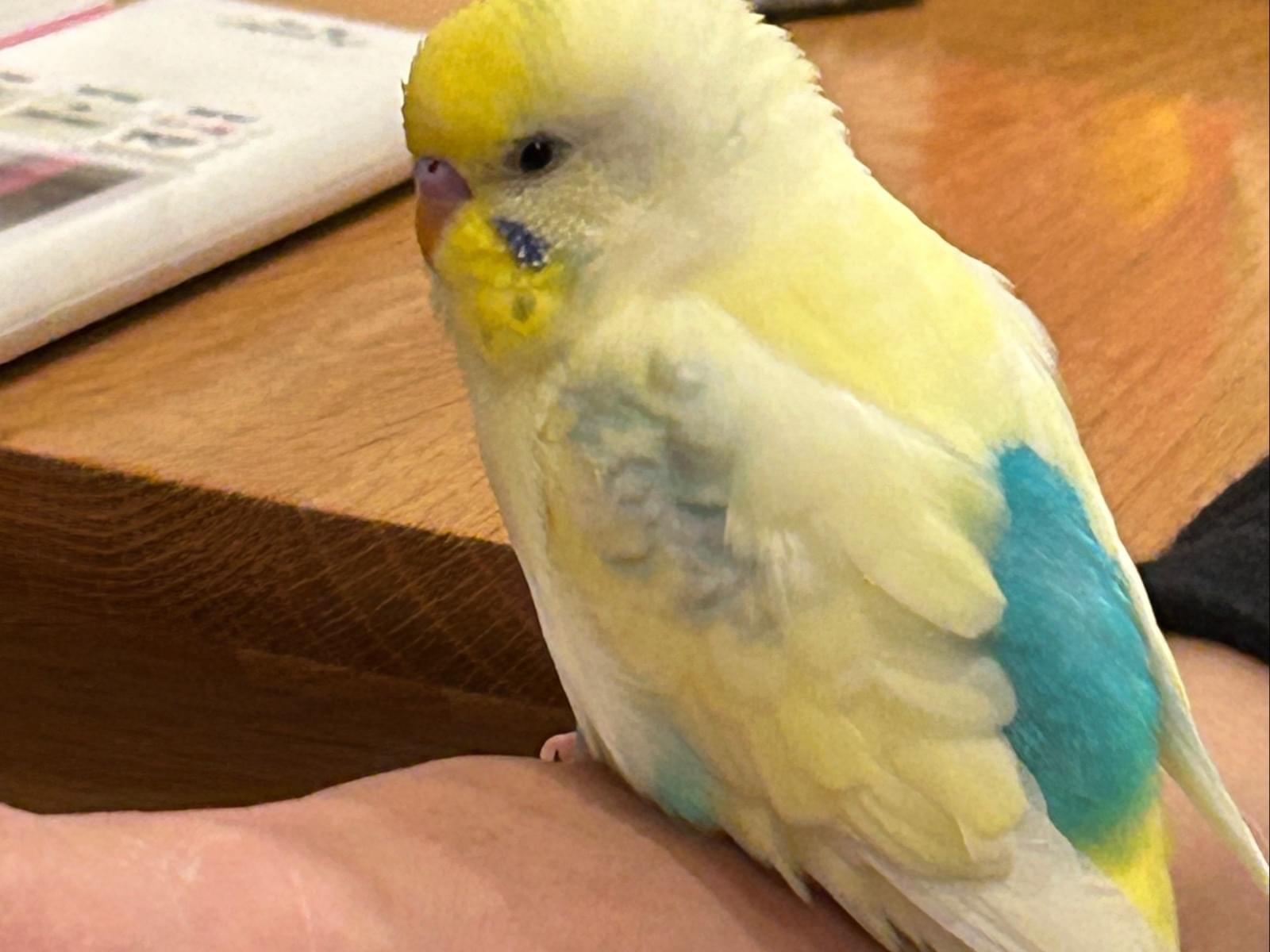 スカッシュちゃん スカッシュちゃん