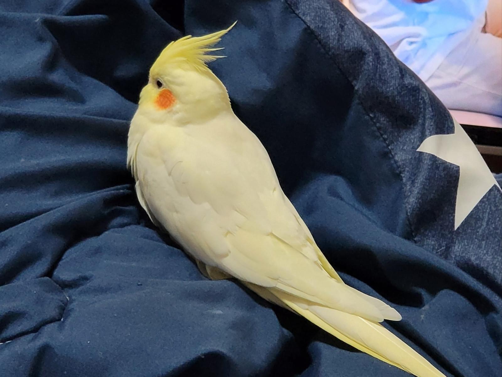 さくらちゃん さくらちゃん