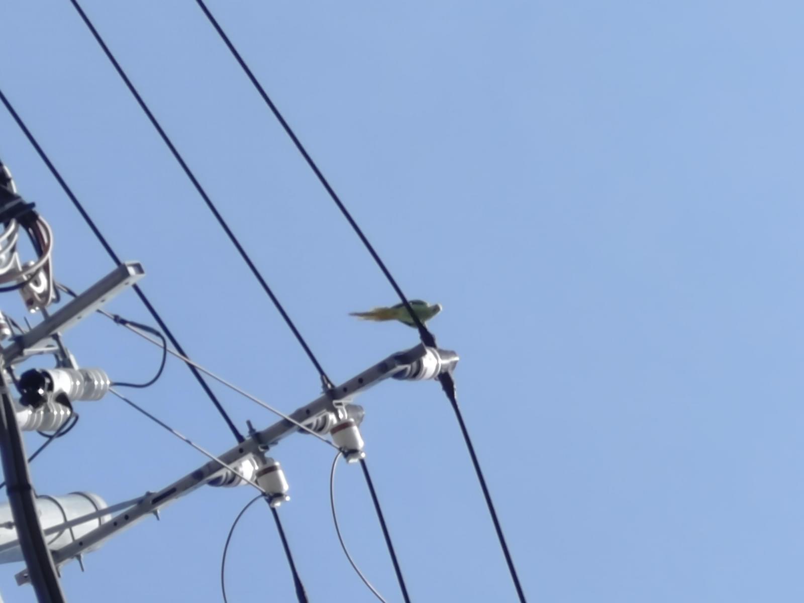 目撃された鳥 目撃された鳥