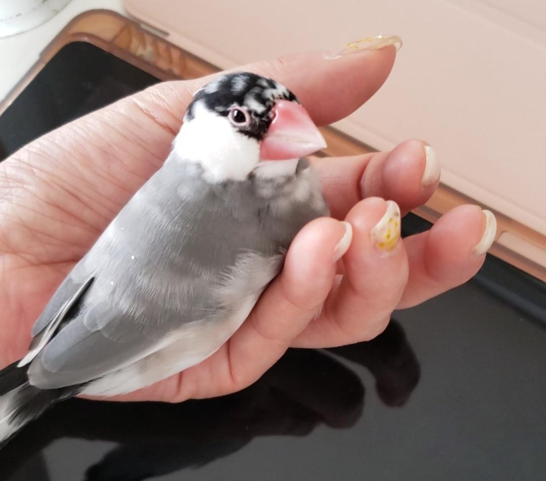 文鳥出品 桜文鳥(横須賀市 根岸4丁目)探しています。