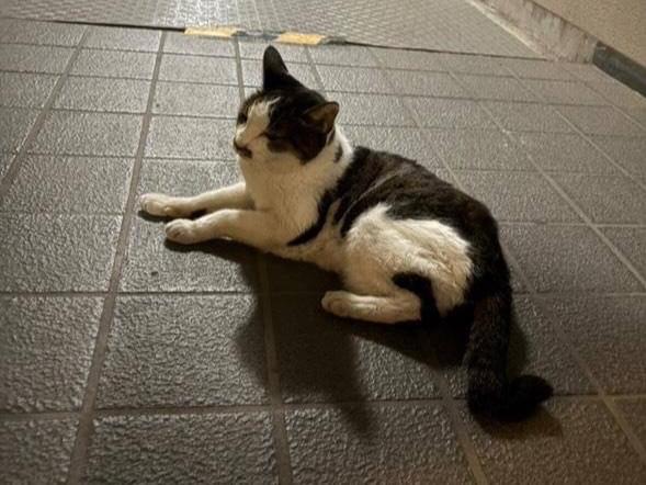 保護された猫 保護された猫
