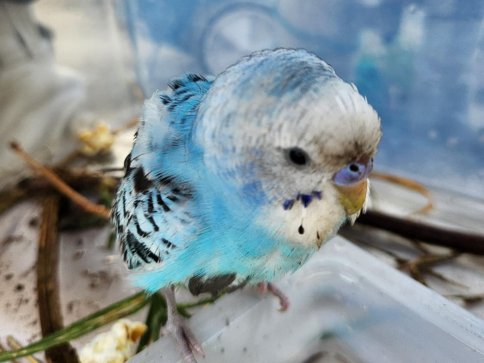 保護された鳥