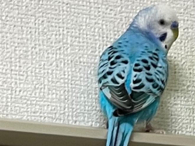 ココちゃん