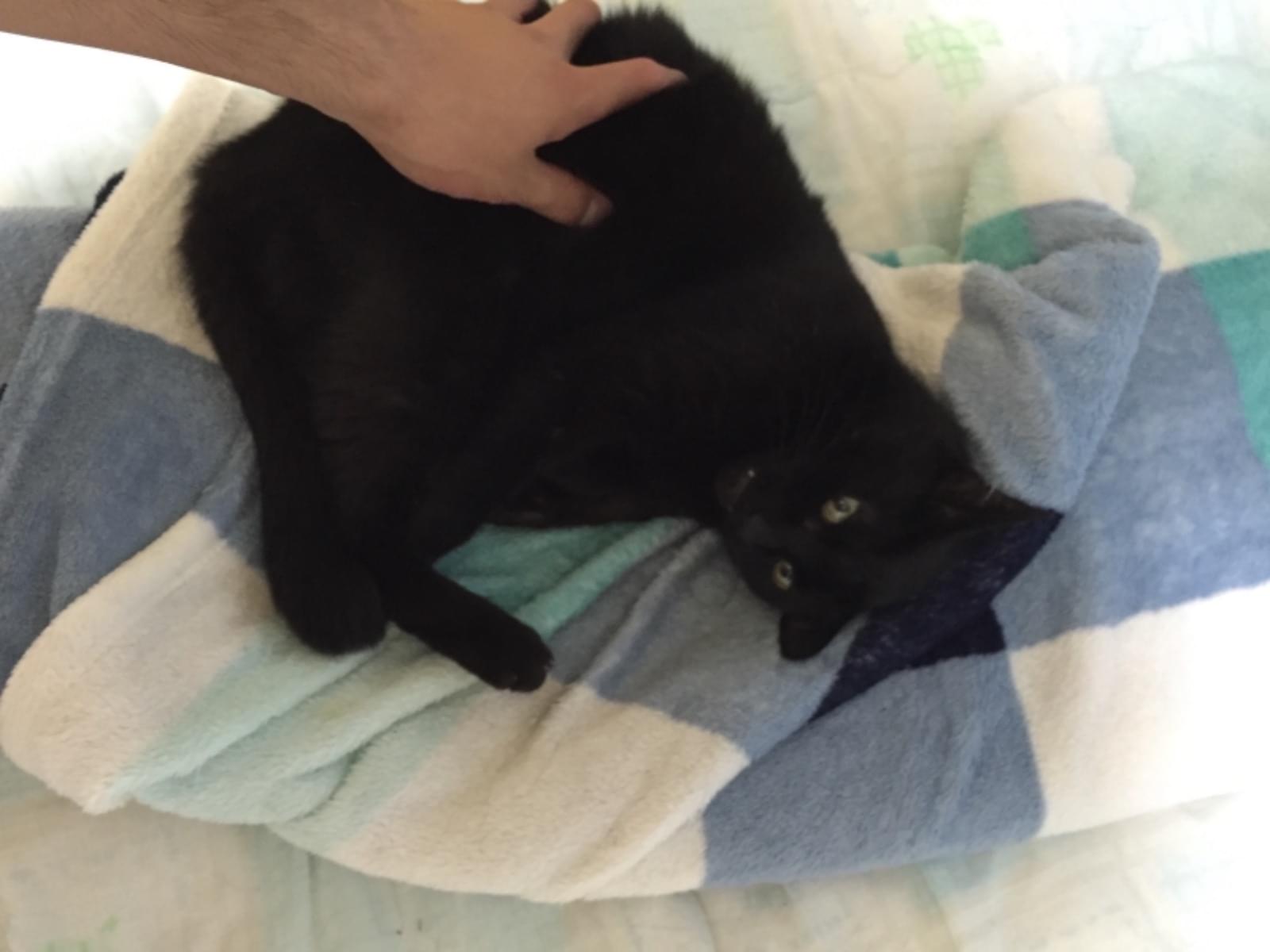 チビちゃん チビちゃん