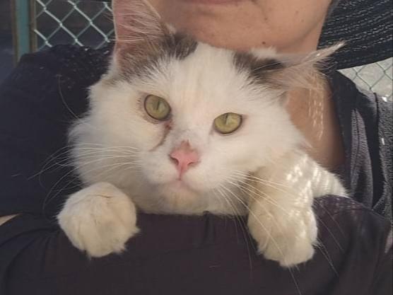 保護された猫 保護された猫